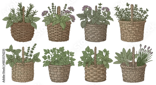 Herbs in baskets collection for kitchen decor