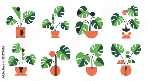 Potted monstera plants in various pots