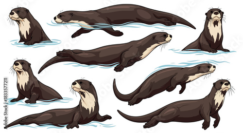 Otters in water various poses
