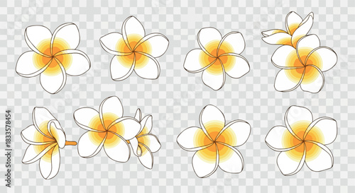 Frangipani flowers collection with transparent background