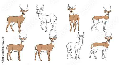 Gerenuk antelopes in various poses with transparent background