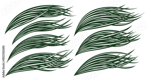 Fern leaves set with transparent background