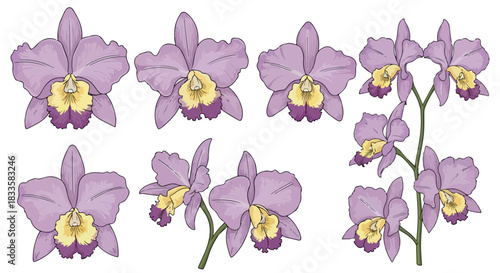 Purple orchid flowers isolated with transparent background