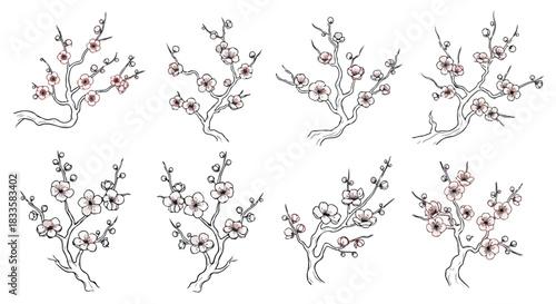 Cherry blossom branches with transparent background