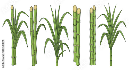 Sugarcane stalks isolated with transparent background
