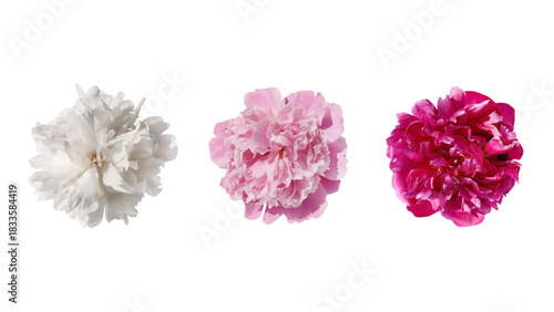 Vector illustration of white, pink, and magenta peony flowers on transparent background
