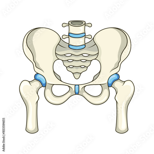Human pelvis bones cartoon isolated on white bacgkround.