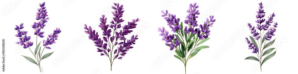 Naklejka premium Watercolor Lavender Flowers Set Isolated on White - Botanical Illustration