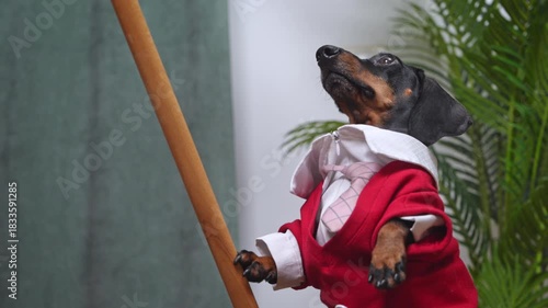 A black and tan dachshund wearing an elaborate red outfit with white collar appears to be standing upright while leaning on a wooden stick, surrounded by houseplants indoors