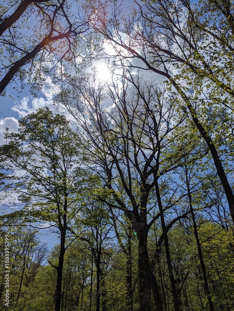 Fototapeta premium trees and sky