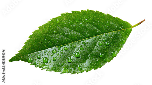 Green leaf with fresh water drops on surface, representing nature, ecology, purity, and growth, isolated on transparent background