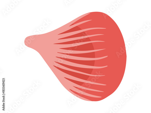 Convergent or Pectoralis Major Muscle Cells