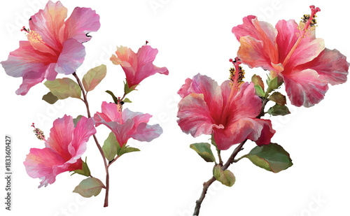 pink hibiscus flower isolated