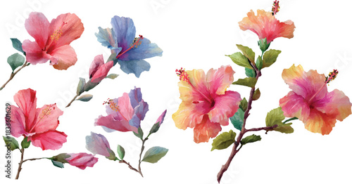 pink hibiscus flower isolated