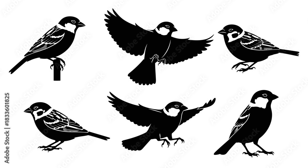 Obraz premium Collection of six sparrow illustrations in various poses and silhouettes.
