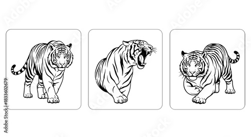 Three Majestic Tigers in Dynamic Poses Black and White Illustration.