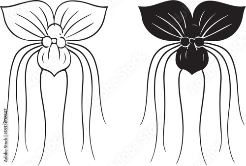 Black bat flower botanical illustration