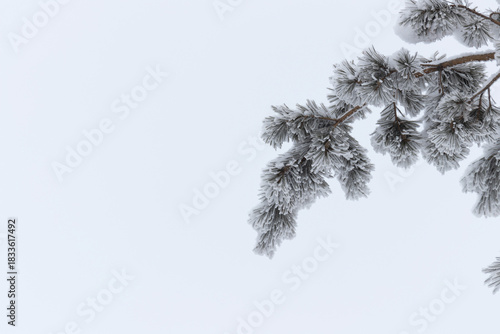Winter background - fluffy pine branches covered with snow against the sky, bottom view up