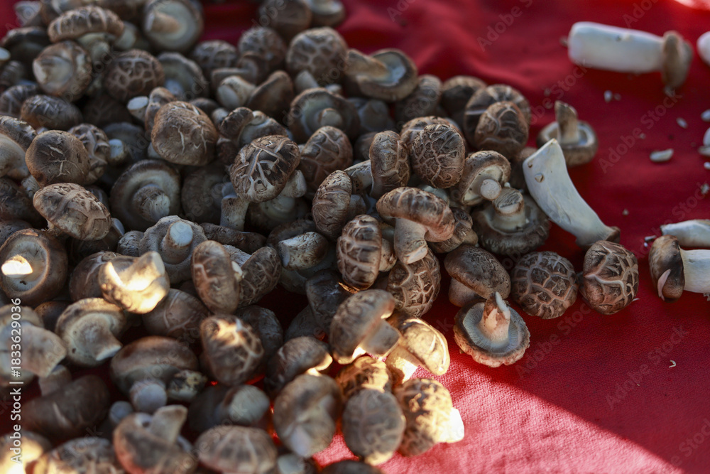 Obraz premium Large pile of fresh raw shiitake mushroom ingredient on red background. Healthy organic food from farm market. close up view of gourmet edible fungi for cooking
