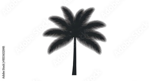 Silhouette of a Palm Tree Against a White Background.