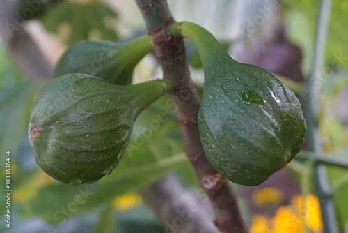 Green Unripe Figs Growing on Tree Branch with Fresh Morning Dew Drops in Natural Garden Environment — Close-Up Macro Fruit Photography