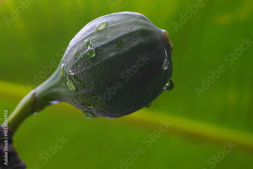 Green Unripe Figs Growing on Tree Branch with Fresh Morning Dew Drops in Natural Garden Environment — Close-Up Macro Fruit Photography
