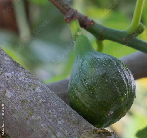 Green Unripe Figs Growing on Tree Branch with Fresh Morning Dew Drops in Natural Garden Environment — Close-Up Macro Fruit Photography