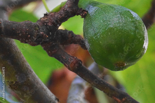 Green Unripe Figs Growing on Tree Branch with Fresh Morning Dew Drops in Natural Garden Environment — Close-Up Macro Fruit Photography