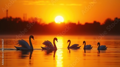 Fototapeta Naklejka Na Ścianę i Meble -  Graceful swans swimming on a calm lake at sunset with warm golden light