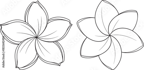Two delicate plumeria flower silhouettes with detailed petals silhouette