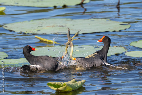 Two common gallinules (Gallinula galeata) engaged in an aggressive territorial fight, striking with their feet , Sugar Land, Texas