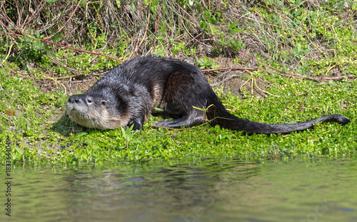 North American river otter (Lontra canadensis) on lush green grass at the edge of a calm pond in Galveston, Texas.