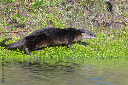 North American river otter (Lontra canadensis) on lush green grass at the edge of a calm pond in Galveston, Texas.