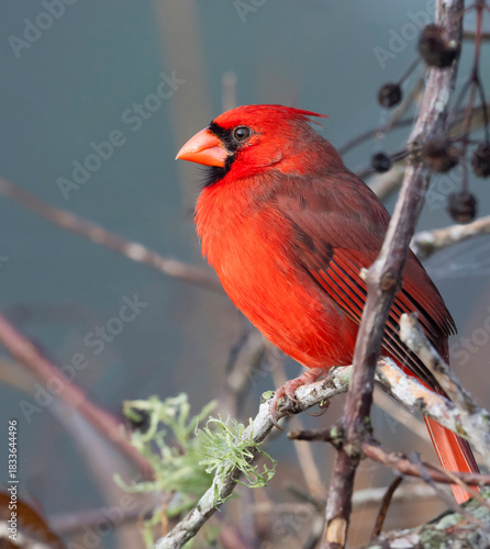 Northern cardinal (Cardinalis cardinalis) perched on a tree branch in Galveston, Texas.