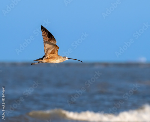 Long-billed curlew (Numenius americanus) in flight over the ocean in Galveston, Texas. Captured against a blue water backdrop, showcasing its distinctive long beak.