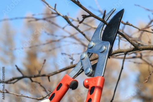 pruning a tree