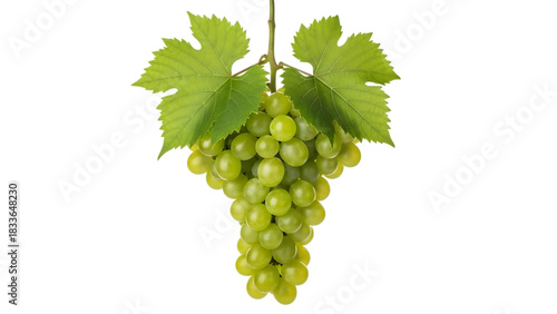 Fresh green grapes with leaves hanging isolated on transparent background