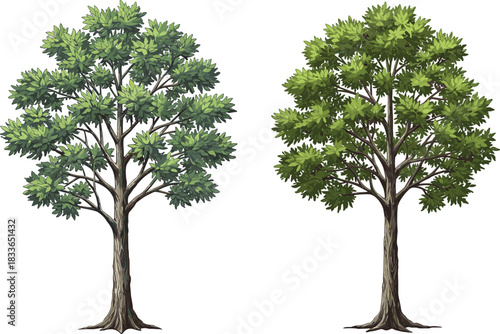 Cad drawing flat vector illustration, deciduous trees, green foliage, tree comparison, botanical art, nature design, textured trunk, foliage variation, seasonal trees, educational vector