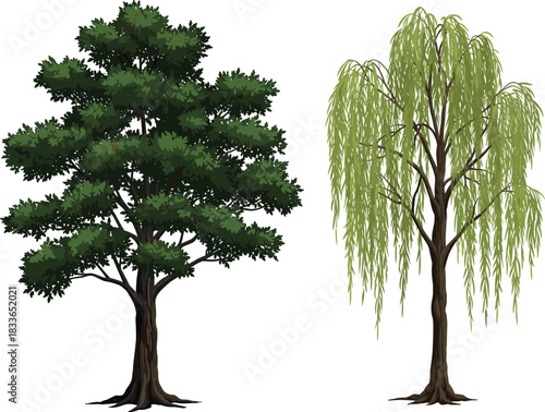 Cad drawing flat vector illustration, oak tree, weeping willow tree, botanical contrast, nature comparison, plant study, foliage structure, landscape design