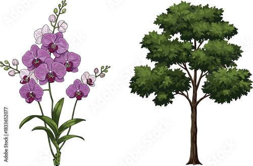 Cad drawing flat vector illustration, orchid flower plant, deciduous tree, botanical contrast, nature comparison, green leaves, purple blossoms, plant study