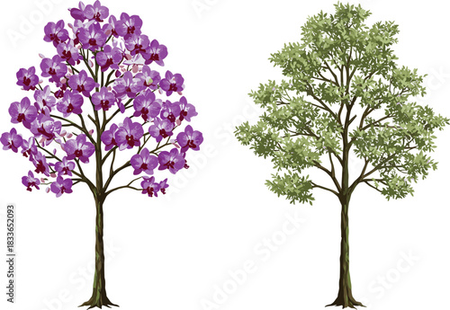 Cad drawing flat vector illustration, orchid tree purple flowers, green foliage contrast, botanical diversity, seasonal nature, landscape design, tree comparison