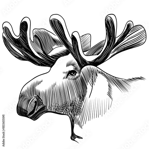 Highly detailed, hand-drawn vintage engraving sketch of a moose or elk head with massive antlers.