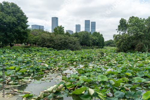 spring park and modern city