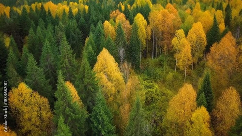 Vibrant autumn landscape showing a dense forest of green conifers and golden deciduous trees from an aerial perspective