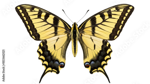 Elegant yellow swallowtail butterfly with outstretched wings, a detailed and realistic zoological illustration