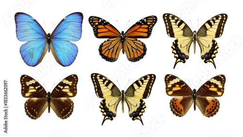 Diverse Butterfly Collection A Symphony of Colors and Patterns