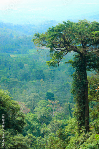 landscape with trees and mountains