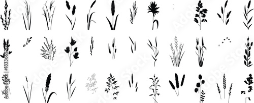 Diverse collection of grass, reeds, wheat, and wild plant silhouettes perfect for nature, botanical, and agricultural design,