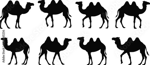 Collection of eight detailed camel silhouettes with one or two humps, representing desert wildlife, travel, and oasis themes.