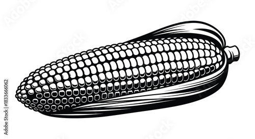 Detailed black and white illustration of a corn cob showcasing intricate kernel texture silhouette